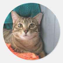 Pegatinas del gato de Tabby