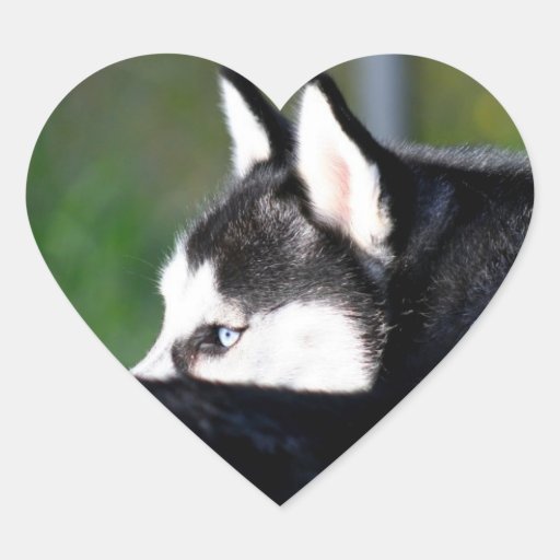 Pegatinas del husky siberiano