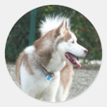 Pegatinas del husky siberiano