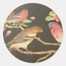 Pegatinas del pájaro de la canción