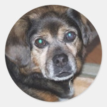 Pegatinas del perro de Puggle