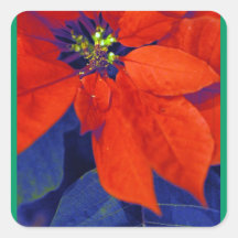 Pegatinas del Poinsettia