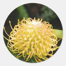 Pegatinas del Protea