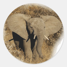 Pegatinas del safari del bebé del elefante