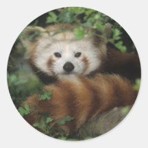 Pegatinas - panda roja