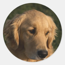 Pegatinas principales del tiro del golden retrieve