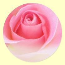 Pegatinas rosados del capullo de rosa pegatinas