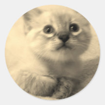 pegatinas siameses del gatito