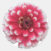 Pegatinas - Zinnia bicolor