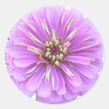 Pegatinas - Zinnia de la lila