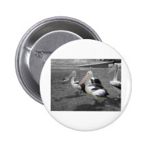 Pelícano amistoso pin