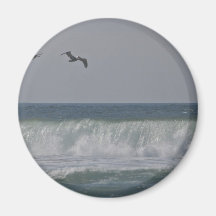 Pelícanos en la playa de Horsfall, Oregon Iman De Frigorífico