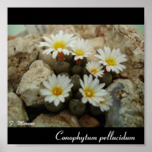 Pellucidum de Conophytum Posters