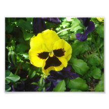 Pensamiento amarillo fotografia