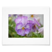 Pensamiento de Lavendar Foto