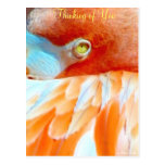 Pensamiento en usted/cualquier Occasions_Postcard Postal