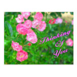 Pensamiento en usted flores del rosa postales