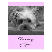 Pensamiento en usted postal del perrito de Yorkshi