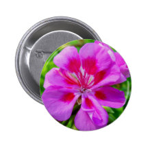 Pensamiento rosado y rojo pin