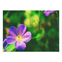 Pensamientos rosados fotografias