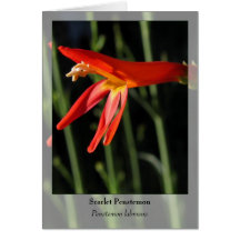 Penstemon del escarlata - Notecard nativo Tarjetas