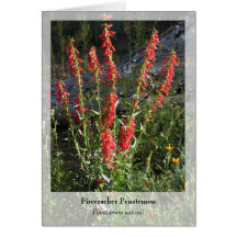 Penstemon del petardo - Notecard nativo Felicitaciones