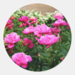 Peonies del jardín etiqueta redonda