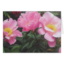 Peonies, 'mar Shell Tarjetón