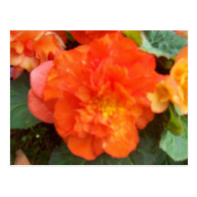 Peony anaranjado postales