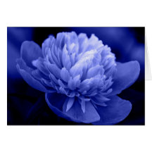 Peony azul felicitaciones