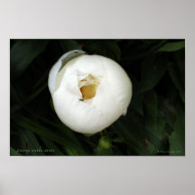 Peony blanco con el poster de las hormigas