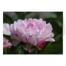 Peony "elegancia pequena " felicitacion 