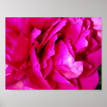 Peony en la plena floración impresiones