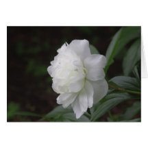 Peony Felicitacion