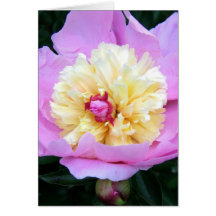Peony Felicitaciones