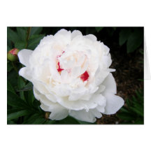 Peony Felicitaciones