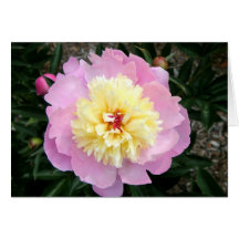Peony Felicitaciones
