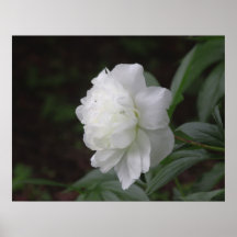 Peony Impresiones