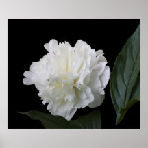 Peony Impresiones