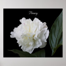 Peony Impresiones