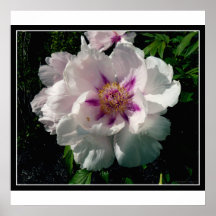 Peony perfecto poster