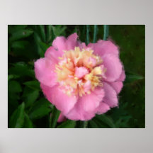 peony pintado posters