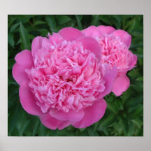 peony pintado posters