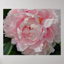 Peony Poster