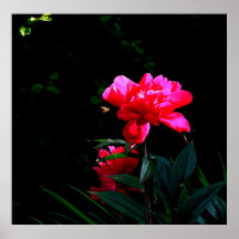 Peony Impresiones