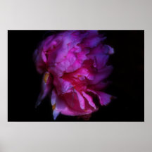 Peony Posters