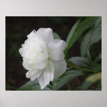 Peony Posters