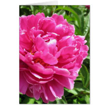 Peony prácticamente perfecto felicitaciones