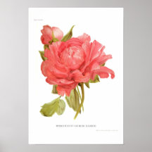 Peony 'Reine Elizabeth Posters
