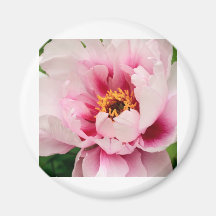 peony rosado del árbol imán de frigorífico